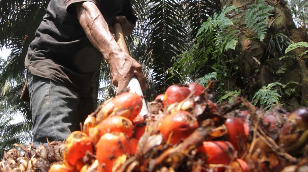 Panen Kelapa Sawit - Panji 1.jpg