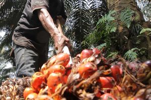 Panen Kelapa Sawit - Panji 1.jpg