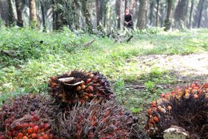 Panen Kelapa Sawit - Panji 8.jpg