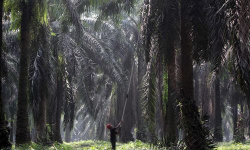 Panen Kelapa Sawit - Panji 4.jpg