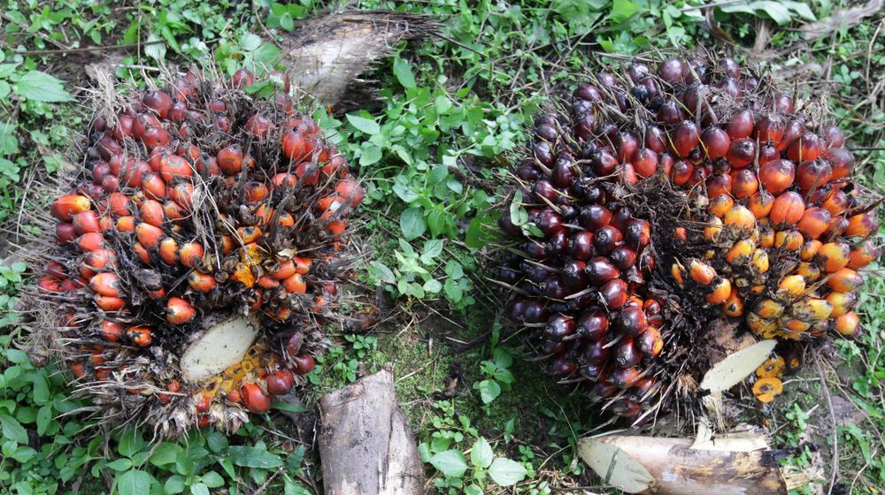 Panen Kelapa Sawit - Panji 6.jpg