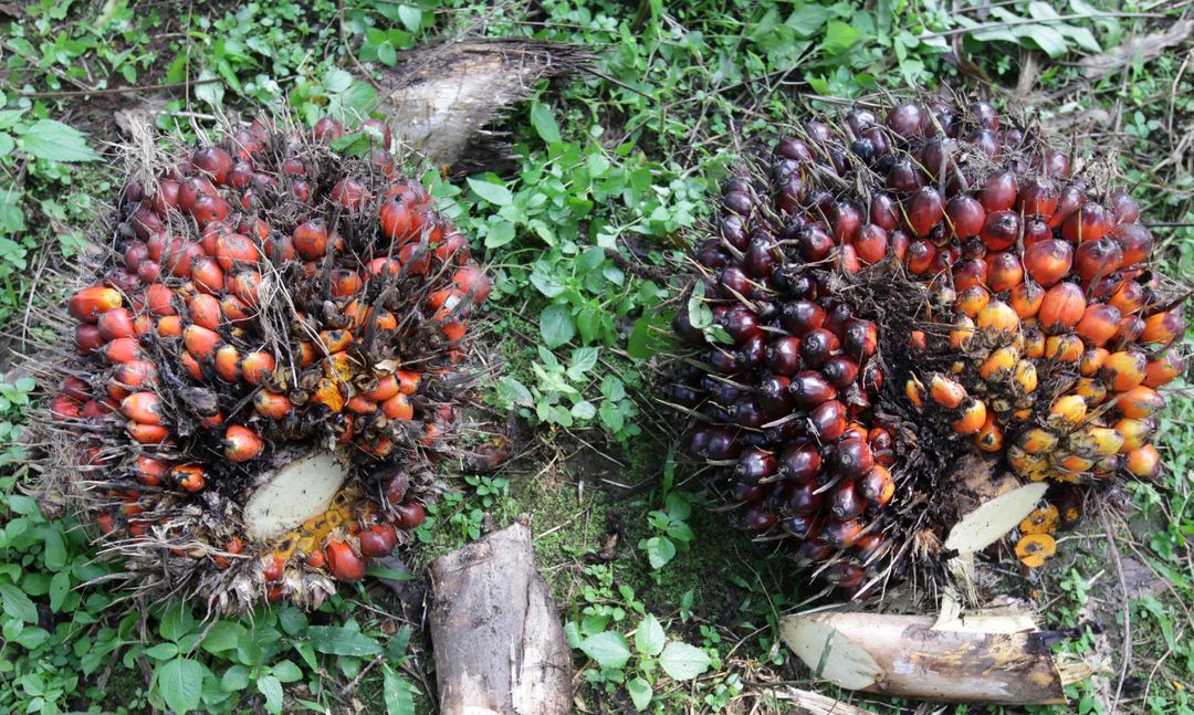 Nampak seorang petani tengah melakukan panen tanaman kelapa sawit di kawasan Bogor Jawa Barat, Kamis 28 Mei 2021. Foto : Panji Asmoro/TrenAsia