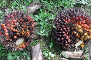 Panen Kelapa Sawit - Panji 6.jpg