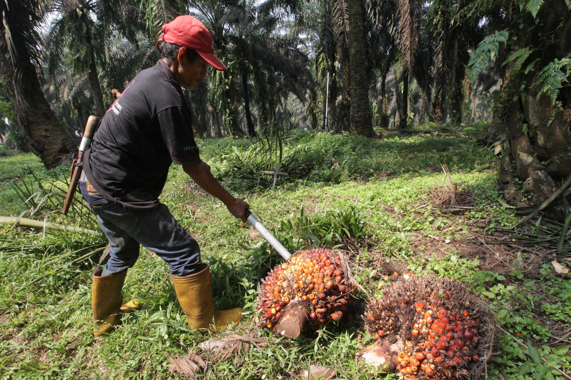 Nampak seorang petani tengah melakukan panen tanaman kelapa sawit di kawasan Bogor Jawa Barat, Kamis 28 Mei 2021. Foto : Panji Asmoro/TrenAsia