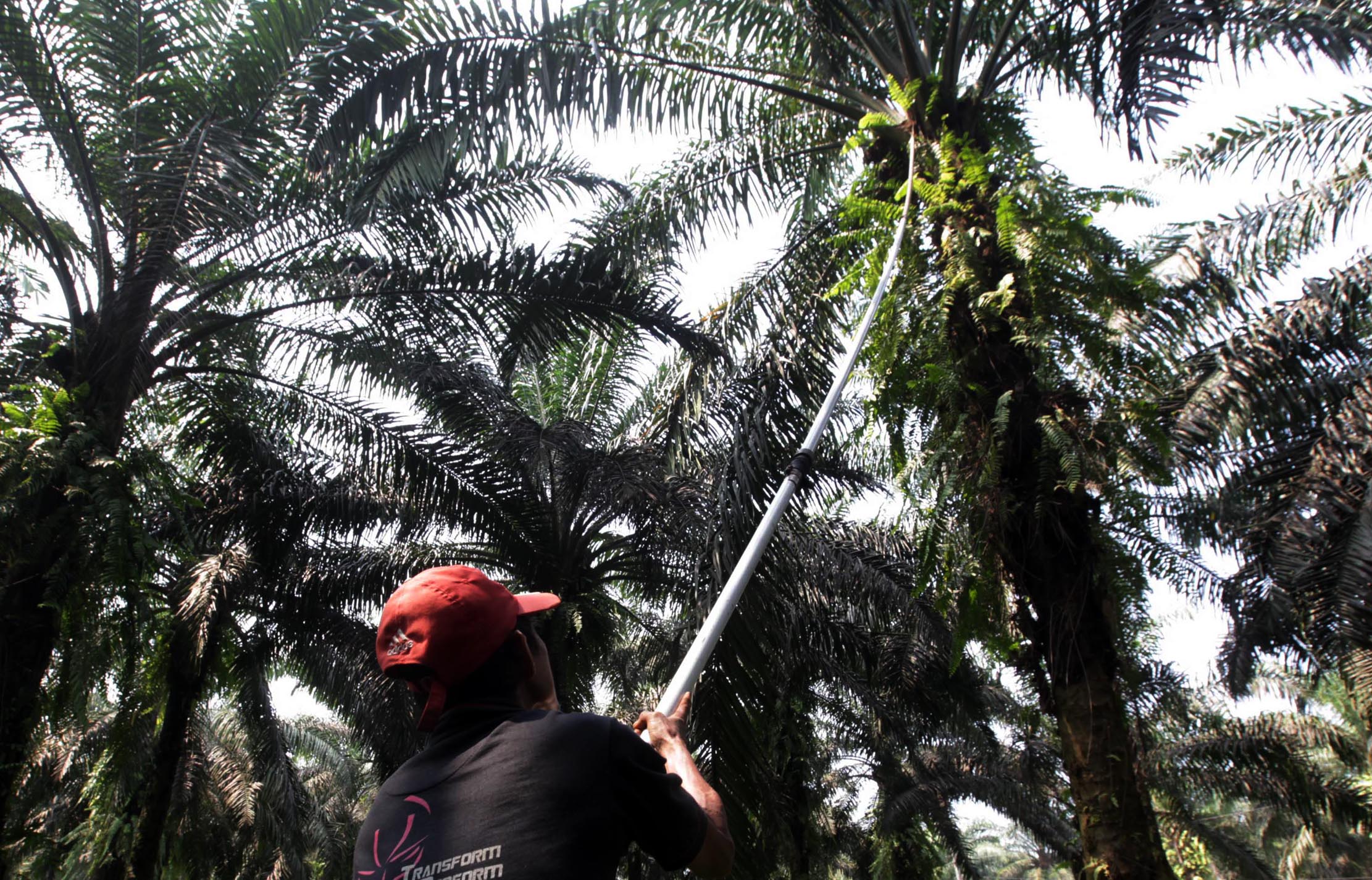Nampak seorang petani tengah melakukan panen tanaman kelapa sawit di kawasan Bogor Jawa Barat, Kamis 28 Mei 2021. Foto : Panji Asmoro/TrenAsia