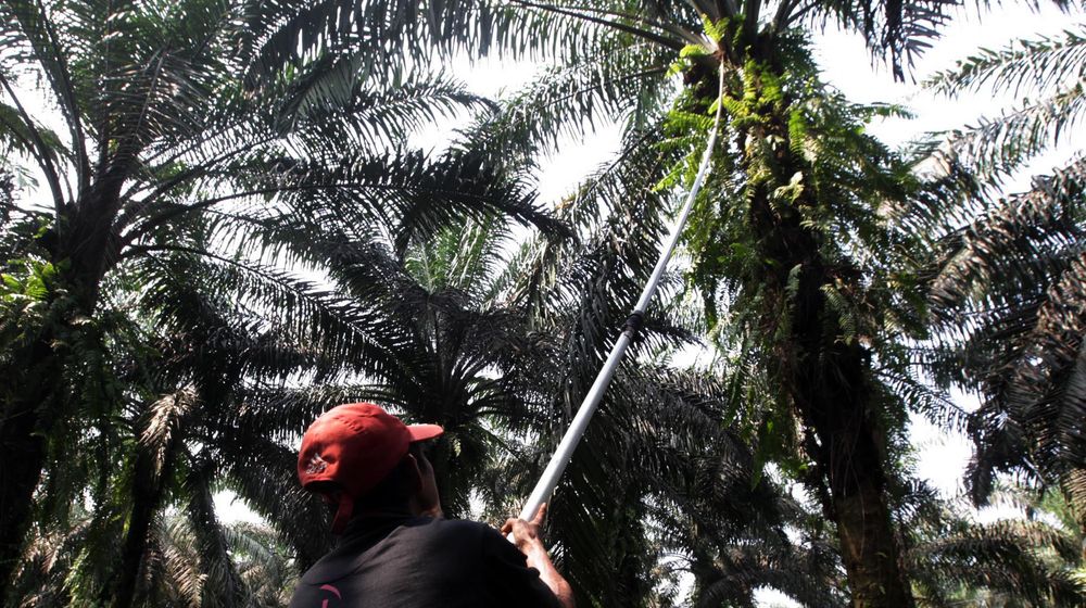 Panen Kelapa Sawit - Panji 7.jpg