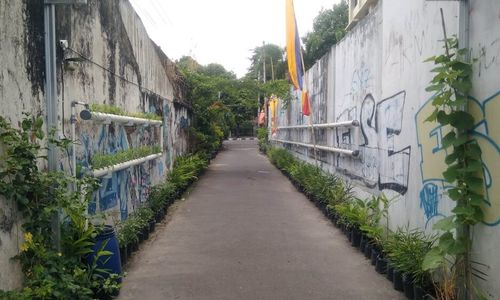 lorong sayur di Kota Yogyakarta.jpeg