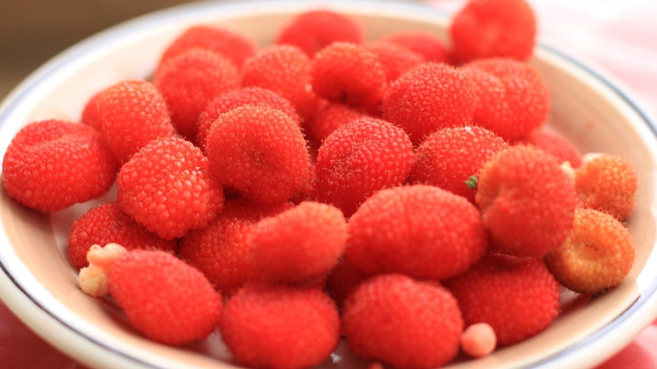 Kerben, berry lokal asli Indonesia.