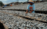 A-IKAN.jpg
