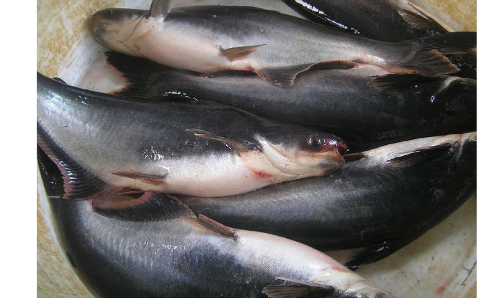 ikan patin