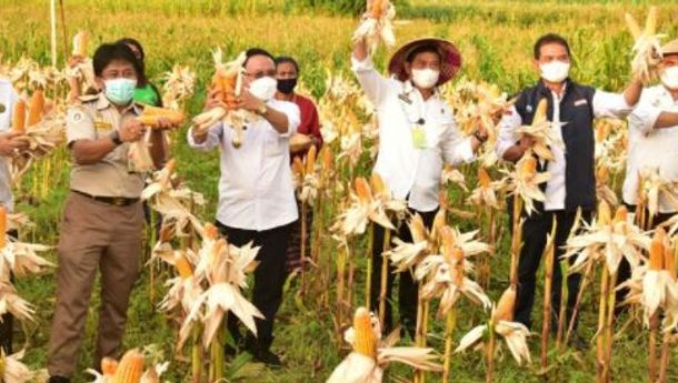 Menteri Pertanian: NTT Berpotensi Besar untuk Pengembangan Jagung