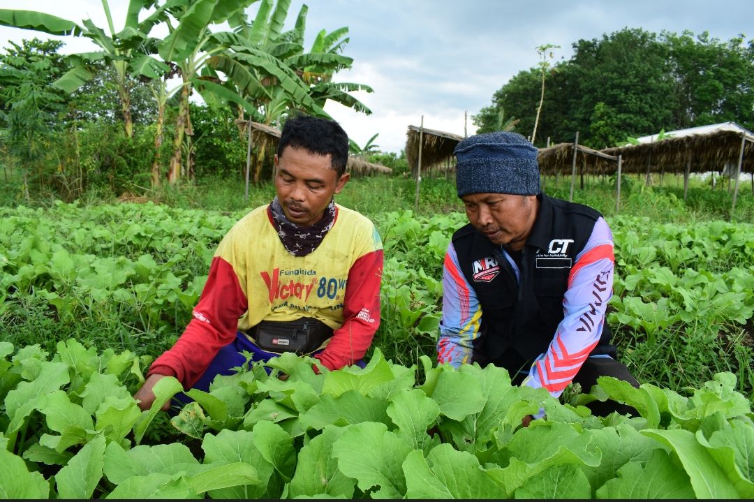 Petani di bawah binaan Masyarakat Produsen Pangan Indonesia (MPPI) Laura sedang memanen hasil kebun.