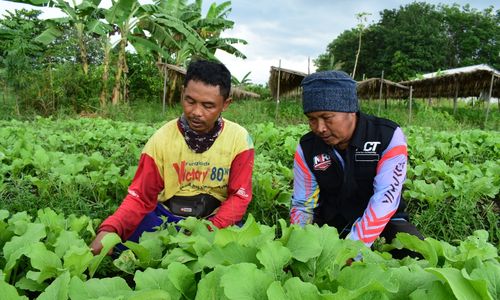 petani Laura.jpg