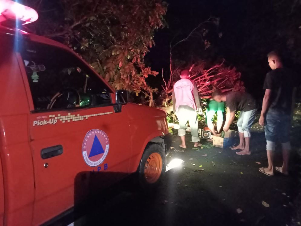 Tim TRC BPBD Kabupaten Sikka sedang menyingkrkan dua batang pohon jambu yang  tumbang dan menutup  badan jalan di Dusun Habi Gete, Sabtu, 30 Oktober 2021, sore.