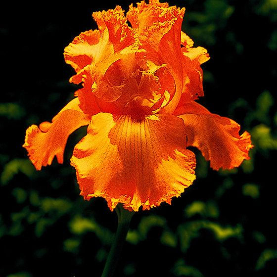 <p>Bunga Iris dan Manfaatnya &#8211; Foto oleh Pinterest</p>
