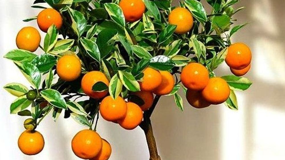 Pengertian tabulampot