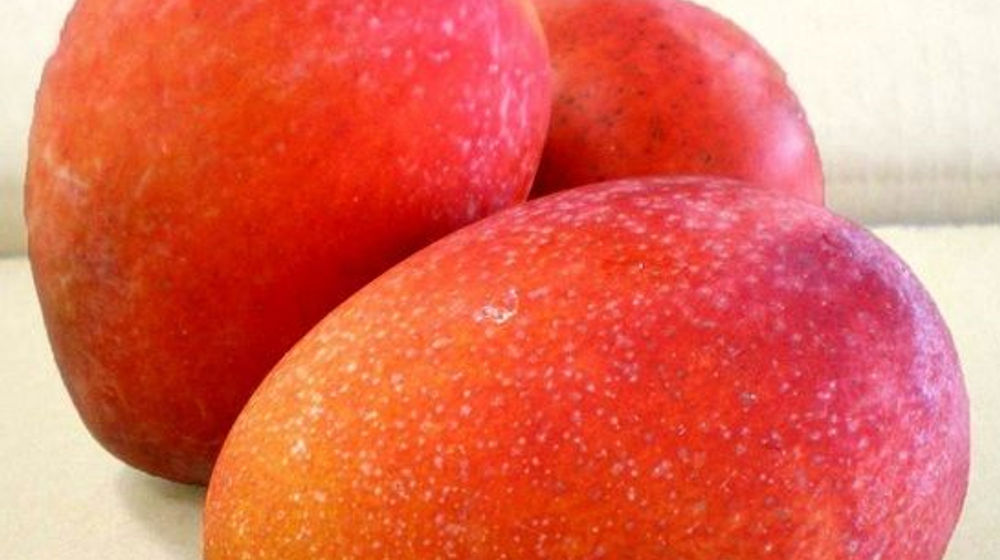 tanaman mangga irwin