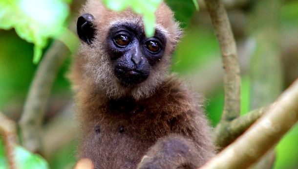 Tahun 2050, Primata di Indonesia Diprediksiksi Punah Akibat Perubahan Iklim