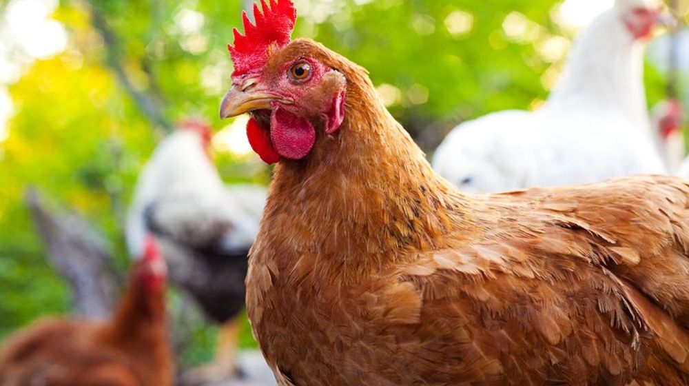 bird flu-farminguk.jpg