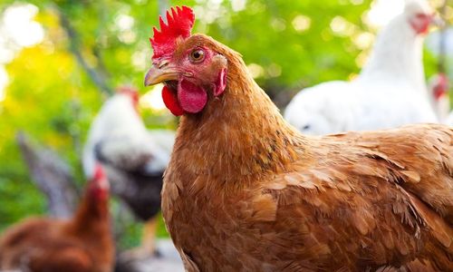 bird flu-farminguk.jpg