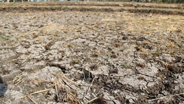 Bupati dan DPRD Mabar Apatis, Petani Lembor Menangis