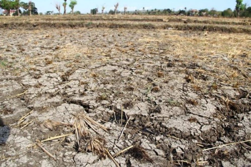 Sawah di Kecamatan Lembor dilanda kekeringan. 