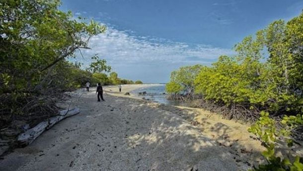 Hutan Mangrove Sumsel Kritis, Pemprov Terbitkan Perda Zonasi Wilayah Pesisir
