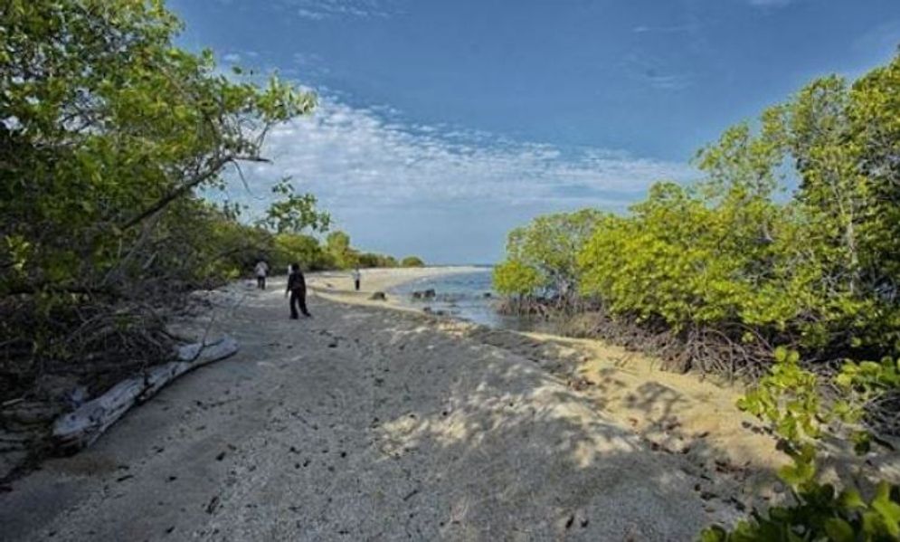 Hutan Mangrove Sumsel Kritis, Pemprov Terbitkan Perda Zonasi Wilayah Pesisir