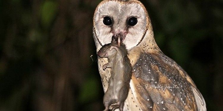 Bantu Kendalikan Hama Tikus, Desa Arjowinangun Terbitkan Perdes, Larang Warganya Tangkap Burung Hantu 