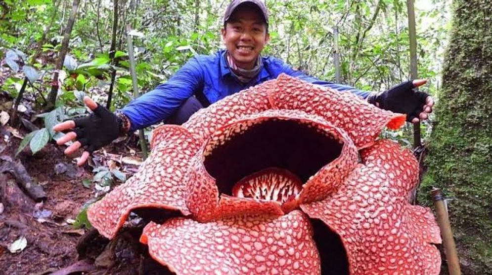 Rafflesia arnoldiii