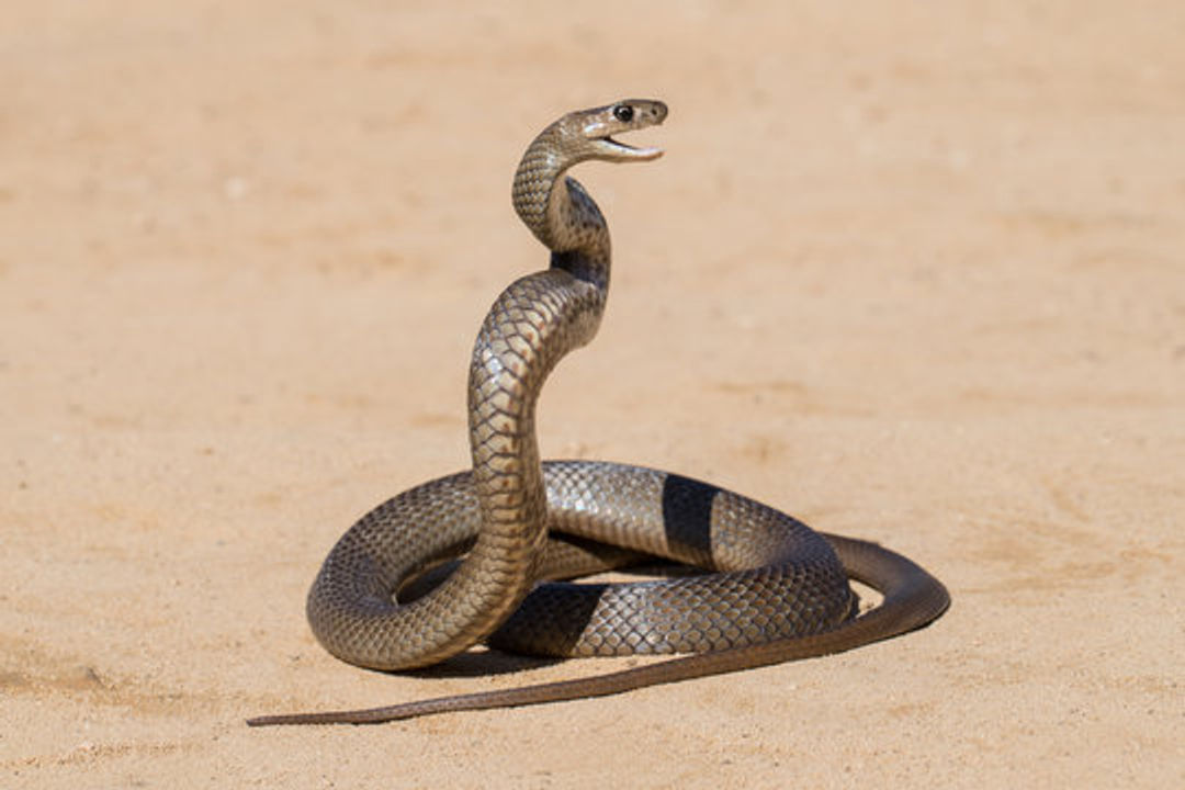 australian snake.jpg