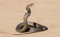 australian snake.jpg