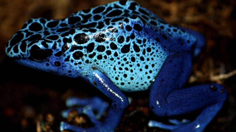 poison_dart_frog_by_trisha_5.jpg
