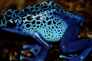 poison_dart_frog_by_trisha_5.jpg