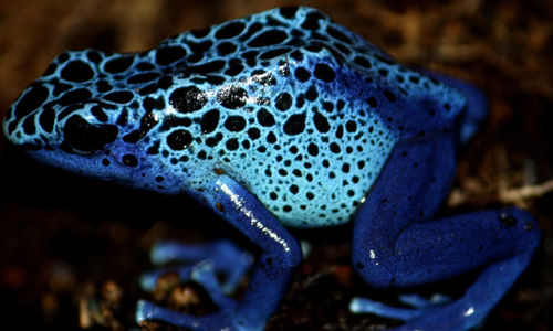 poison_dart_frog_by_trisha_5.jpg