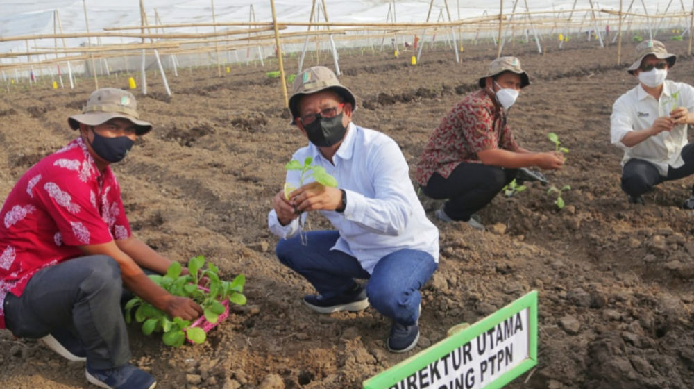 Sukses Kuasai Pasar Eropa, PTPN X Ekspor 86 Ton Tembakau ke Swiss.jpg