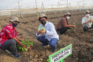 Sukses Kuasai Pasar Eropa, PTPN X Ekspor 86 Ton Tembakau ke Swiss.jpg