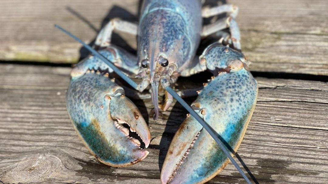Cotton Candy Lobster-Get Maine Lobster.jpg