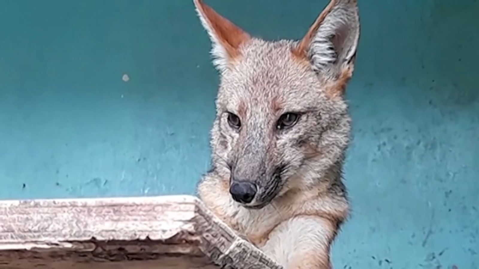 Peru Dog Fox.jpg