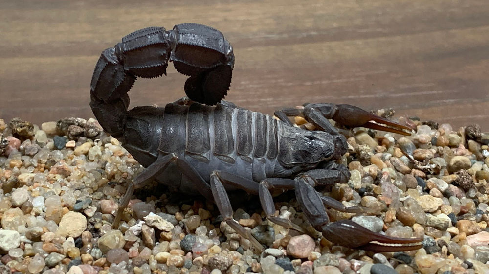 kalajengking ekor gemuk.jpg