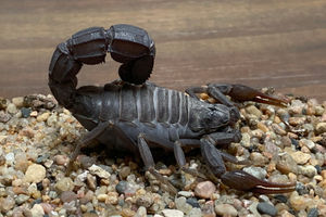 kalajengking ekor gemuk.jpg