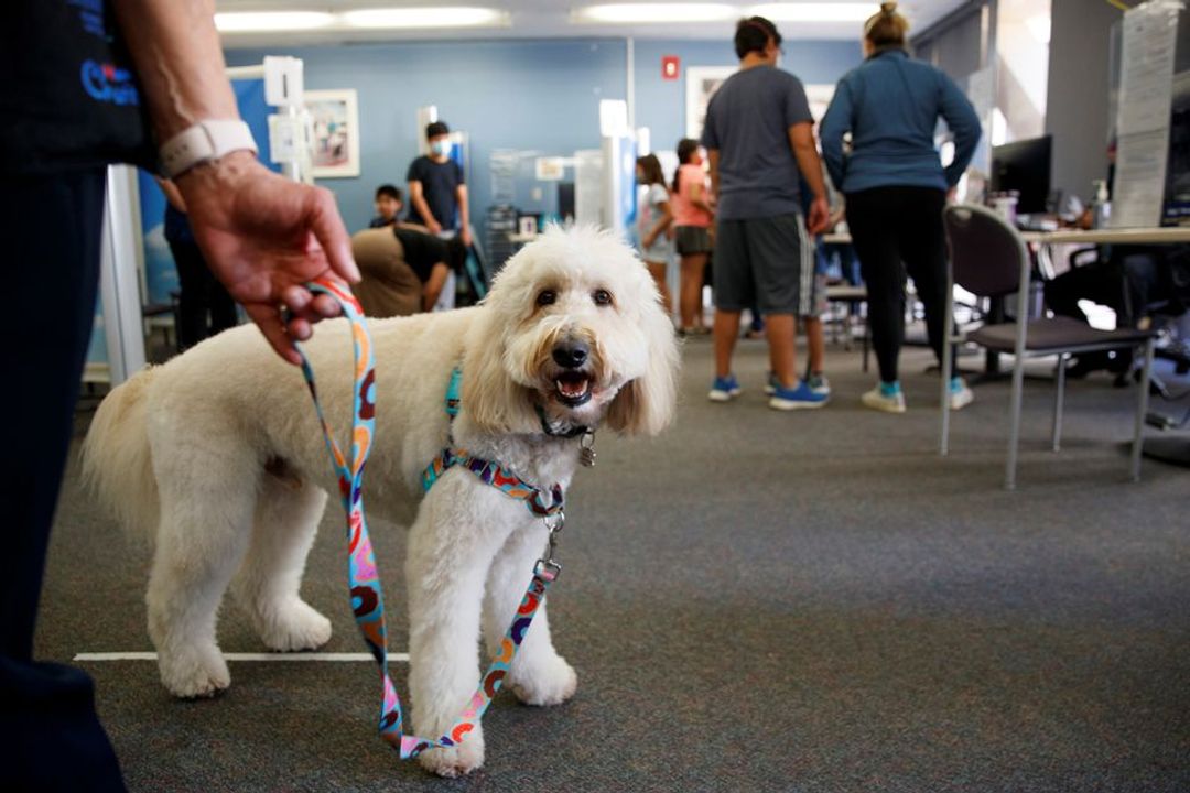 Ollie the Dog-reuters.jpg