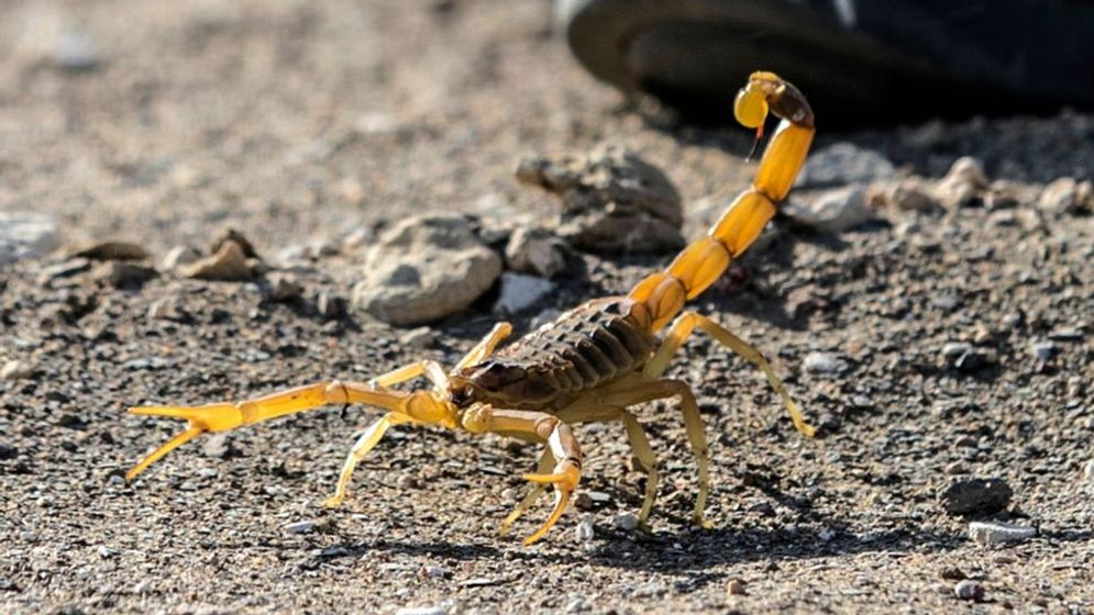 Scorpions in Aswan, Live Science.jpg