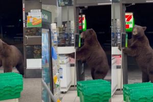 7-eleven bear-Dailydot.jpg