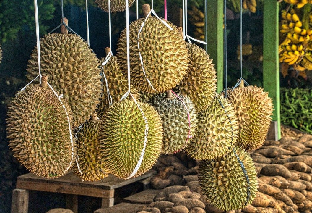 Buah durian mulai banyak dijual saat musim durian tiba.
