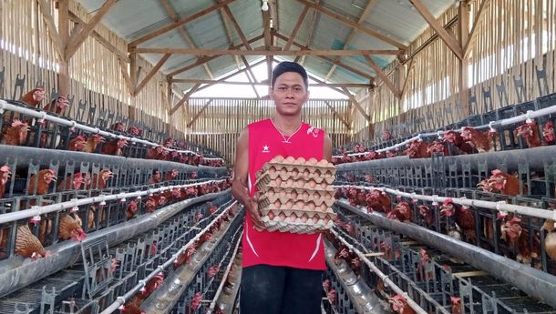 Cerita Sukses Adryan, Teknisi Kapal yang Jadi Pengusaha Ayam Petelur, Raup 750 Ribu per Hari