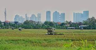 Persawahan yang masih ada di Kota Surabaya.