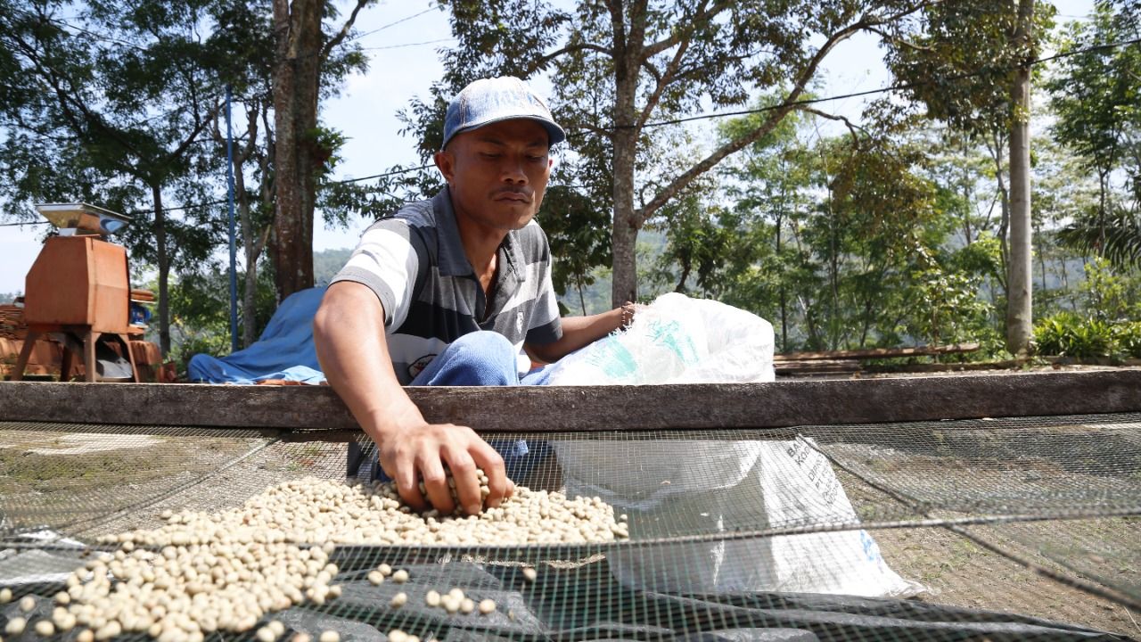 Salah seorang petani kopi di Andung biru sedang menjemur biji kopi agar kering maksimal.