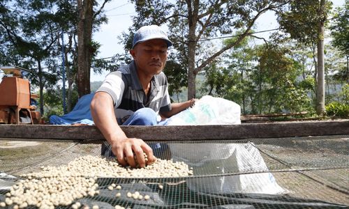 kopi andungbiru.jpg