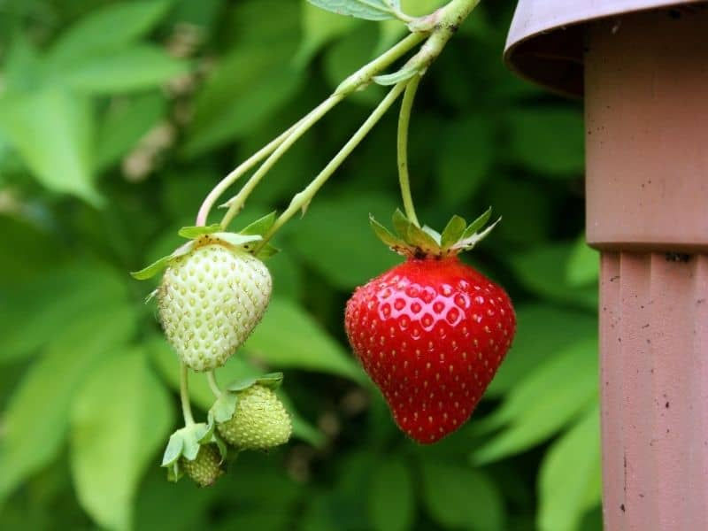<p>Let&#8217;s Grow Strawberries on Our Balconies</p>
